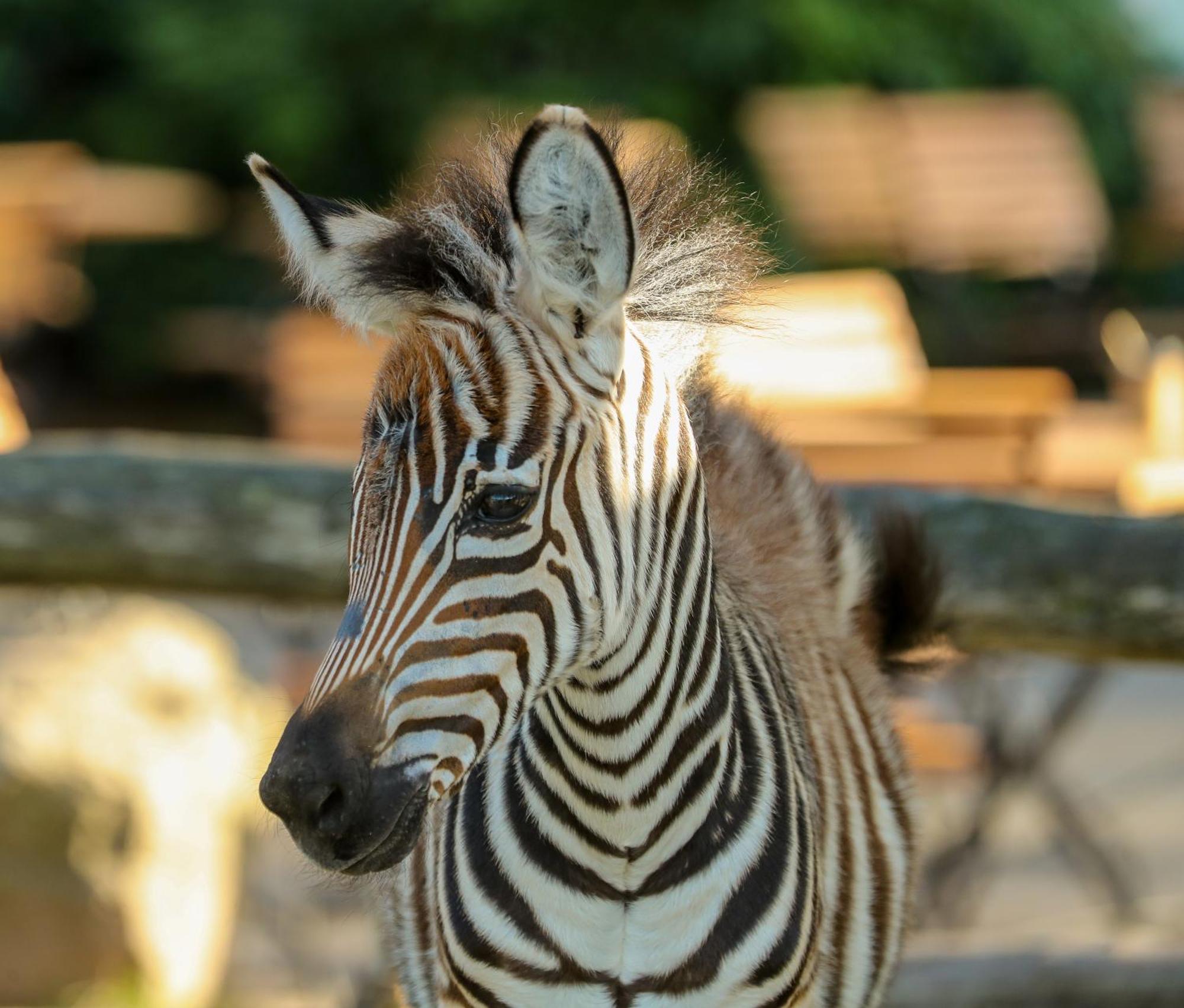 Tierpark Entdeckerhaeuser Wagenfeld Buitenkant foto